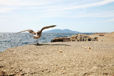 Seagull flying over the beach