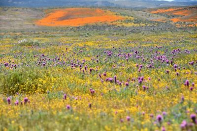 Scenic view of purple flowers on field