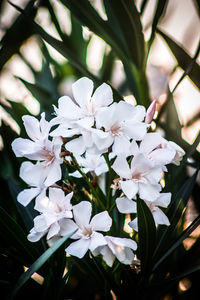 Close-up of white flowers blooming on tree