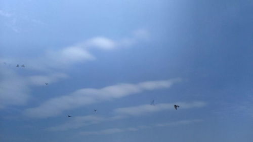 Low angle view of birds flying against sky