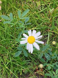 High angle view of flowers blooming on field