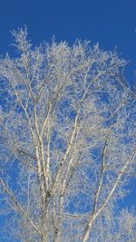 Low angle view of tree against blue sky