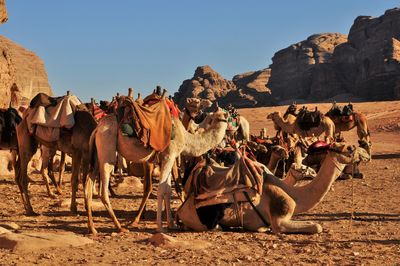 Camels in a desert