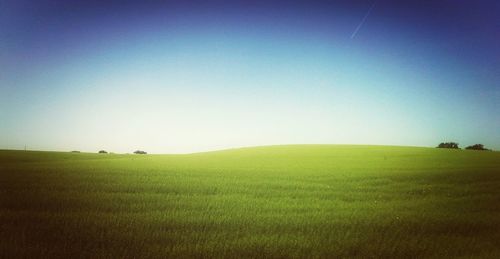 Scenic view of grassy field against clear sky