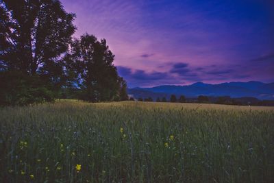 Scenic view of agricultural field against sky during sunset