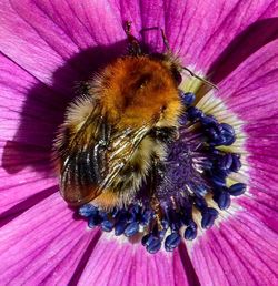 Close-up of bee pollinating on pink flower