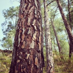 Close-up of tree trunk in forest