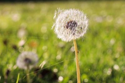 Close-up of dandelion on field