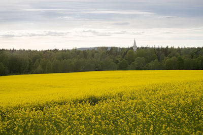 Scenic view of oilseed rape field against sky