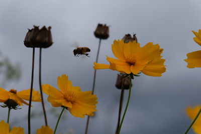 Close-up of bee on yellow flowering plant