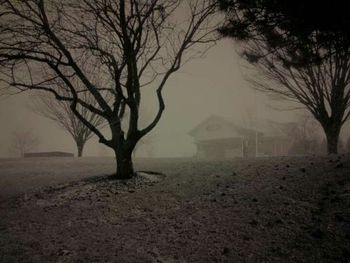 Bare trees in foggy weather