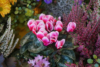 Close-up of pink flowering plants