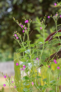 Close-up of pink flowering plant