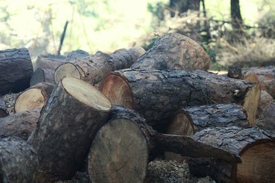 Close-up of log on rock