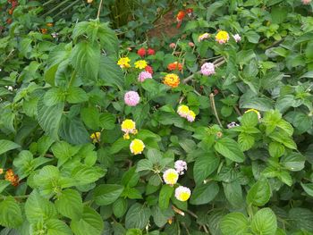 Flowers blooming outdoors