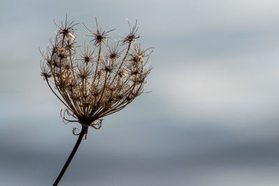 Close-up of dried plant against sky