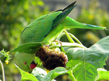 Close-up of plant