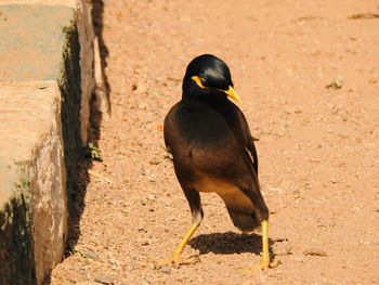 Close-up of birds