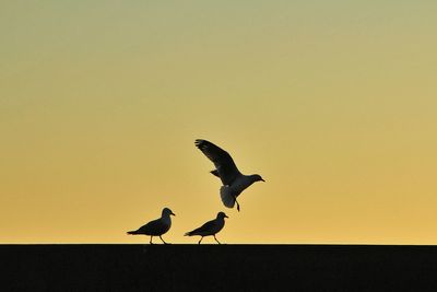 Seagulls flying in the sky