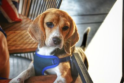 Close-up portrait of dog sitting