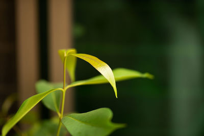 Close-up of green plant