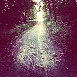 Road passing through forest