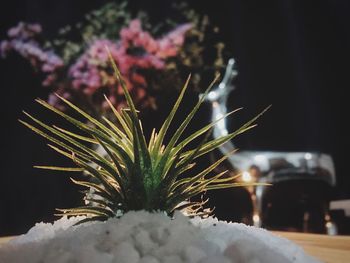 Close-up of snow on plant at night