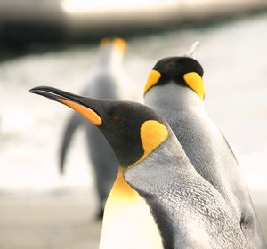 Close up of penguins