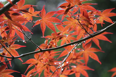 Close-up of leaves on branch