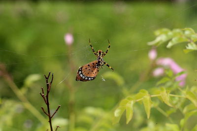 Close-up of spider on web