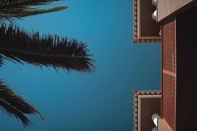 Low angle view of palm trees against blue sky