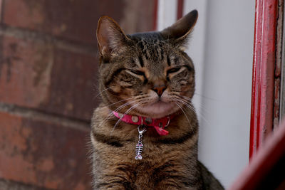 Close-up of a cat