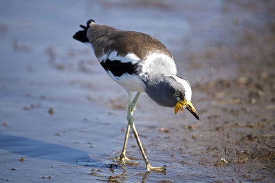 Close-up of duck in water