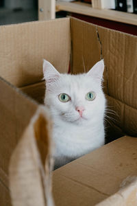 Portrait of cat in box