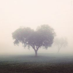 Scenic view of field in foggy weather