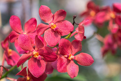 Close-up of red flowering plant