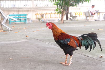 Close-up of rooster