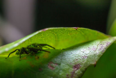 Close-up of insect on leaf