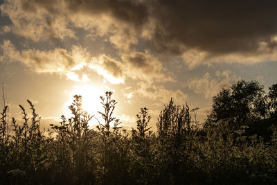 Silhouette trees against sky during sunset