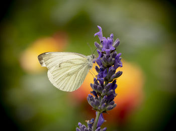 Close-up of butterfly pollinating on purple flower