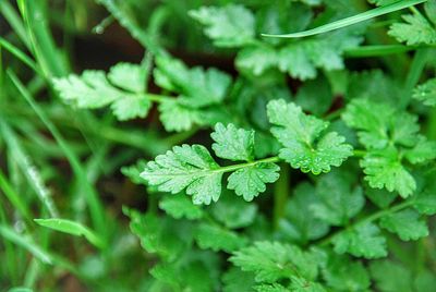 High angle view of plant leaves on field