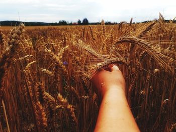 Cropped hand of woman holding wheat at farm against sky
