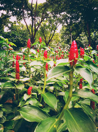 Close-up of red berries on tree