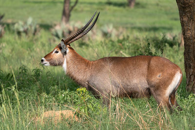 Defassa waterbuck, kobus defassa, murchison falls national park, uganda