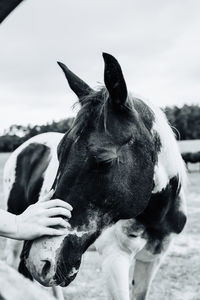 Close-up of a horse