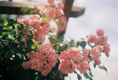 flowering plant