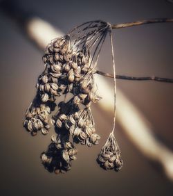 Close-up of dried plant 