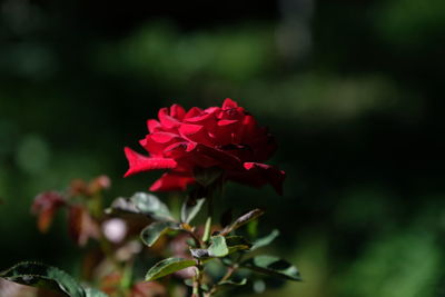 Close-up of red flowering plant