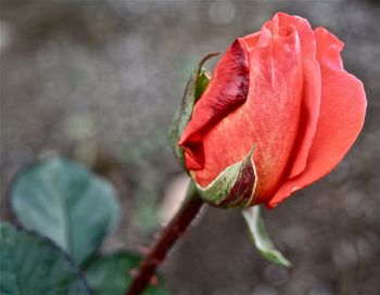 Close-up of red flower