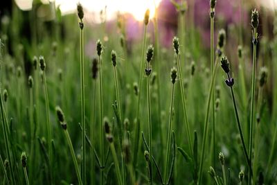 Close-up of plants growing on field